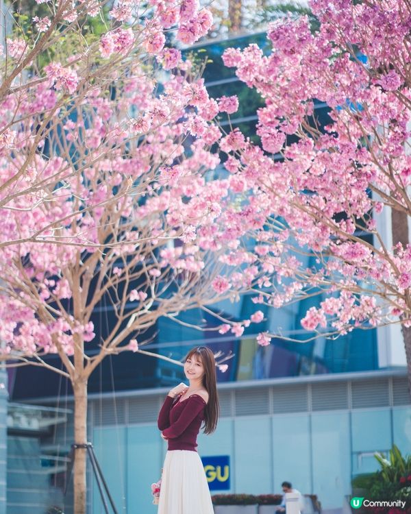 紫花風鈴木真係好靚☺️