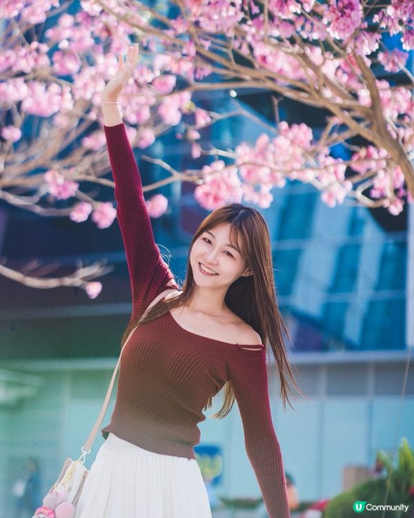 紫花風鈴木真係好靚☺️