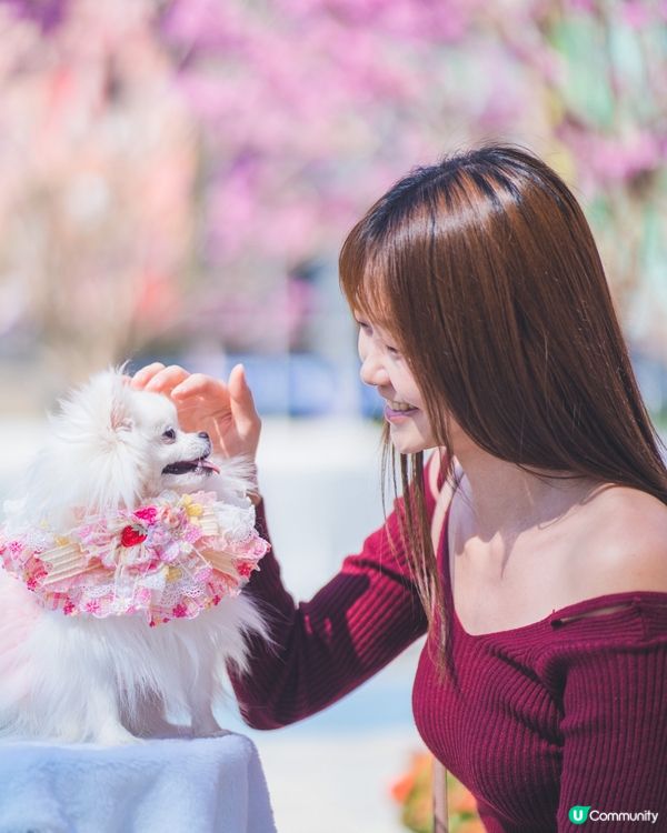 紫花風鈴木真係好靚☺️