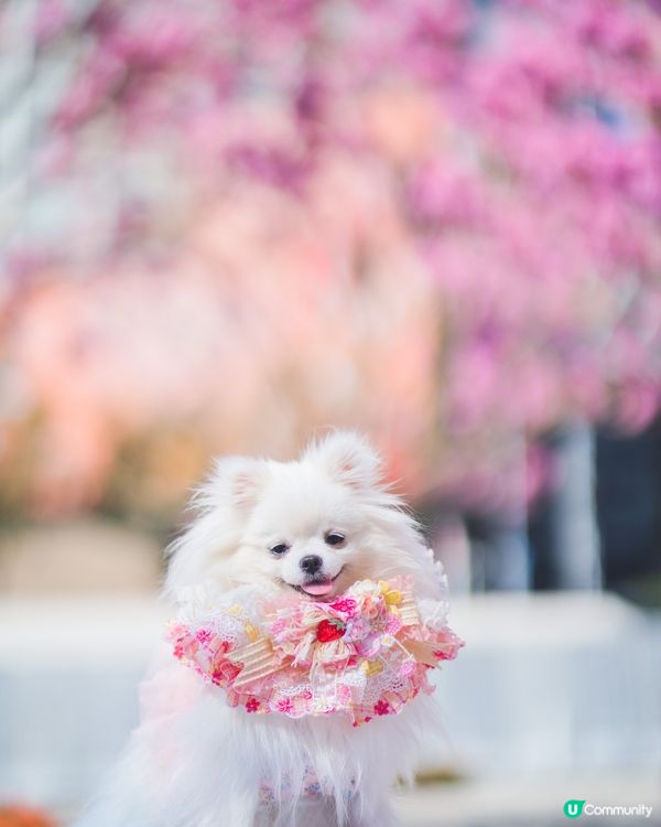 紫花風鈴木真係好靚☺️