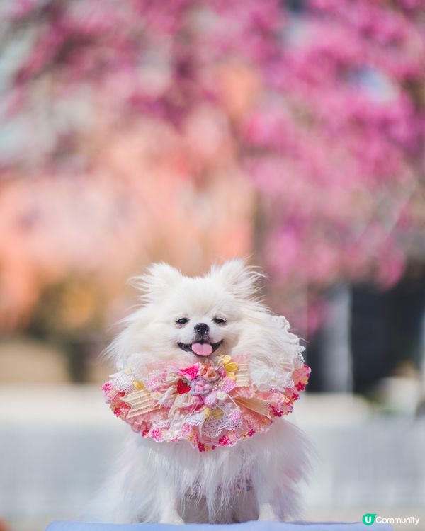 紫花風鈴木真係好靚☺️