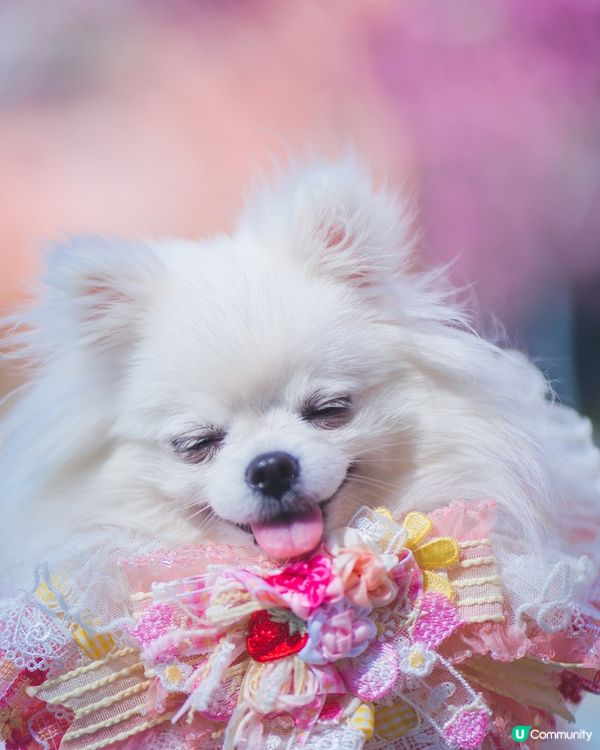 紫花風鈴木真係好靚☺️