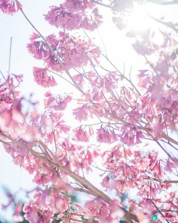 紫花風鈴木真係好靚☺️