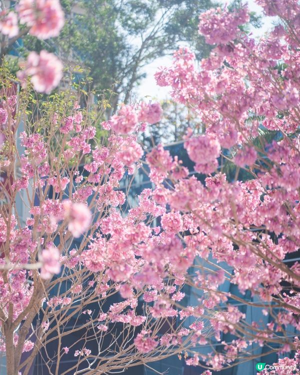 紫花風鈴木真係好靚☺️