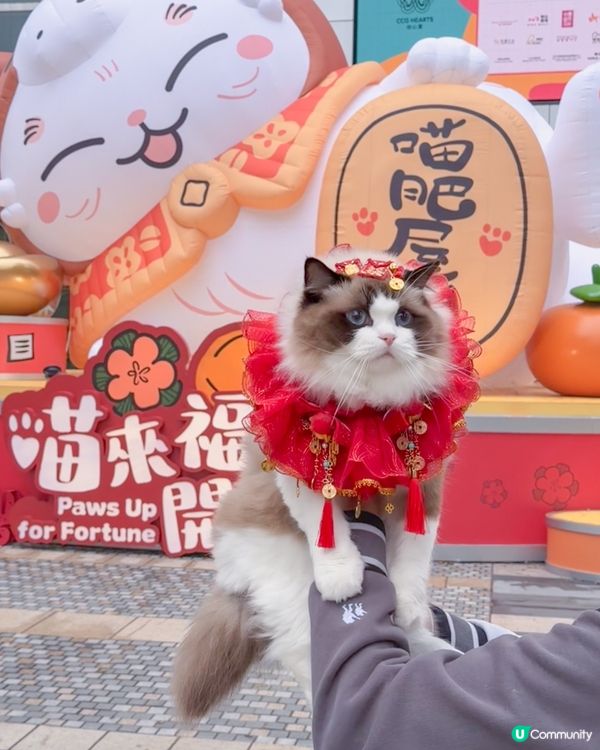 🐱 喵來福到！商場勁開運祭！