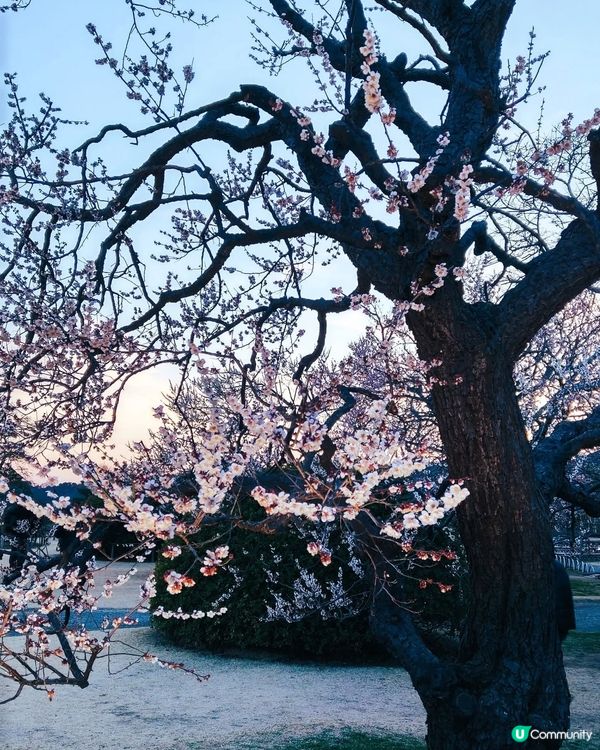 夢幻夜梅✨偕樂園變幻夜景！