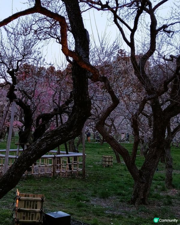 夢幻夜梅✨偕樂園變幻夜景！