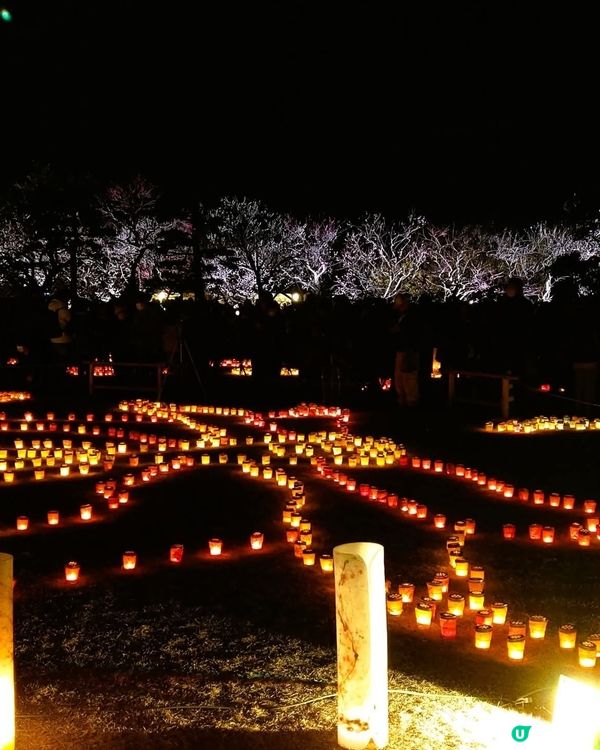 夢幻夜梅✨偕樂園變幻夜景！