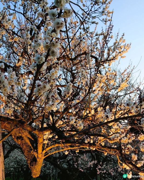 夢幻夜梅✨偕樂園變幻夜景！