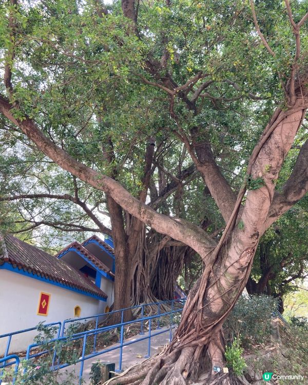 萬馬奔騰在尖沙咀的角落