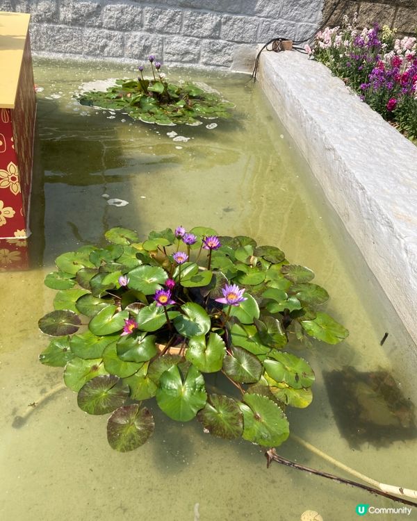 萬馬奔騰在尖沙咀的角落