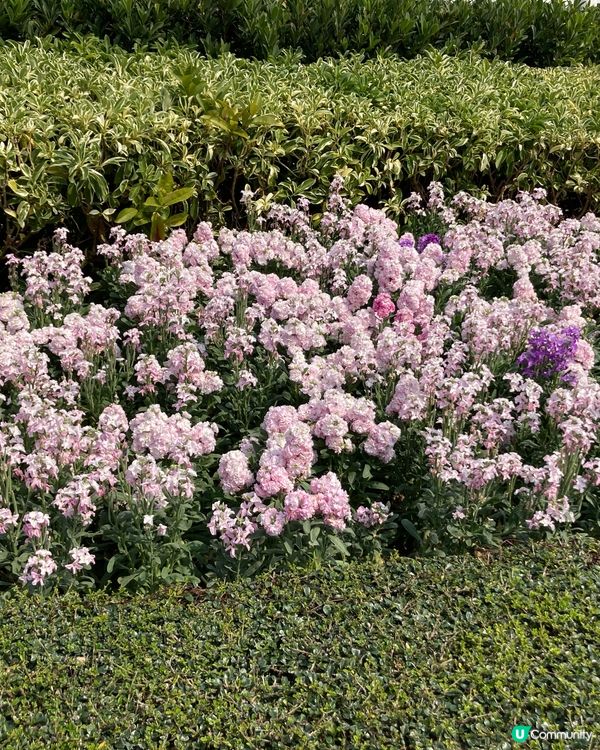 萬馬奔騰在尖沙咀的角落