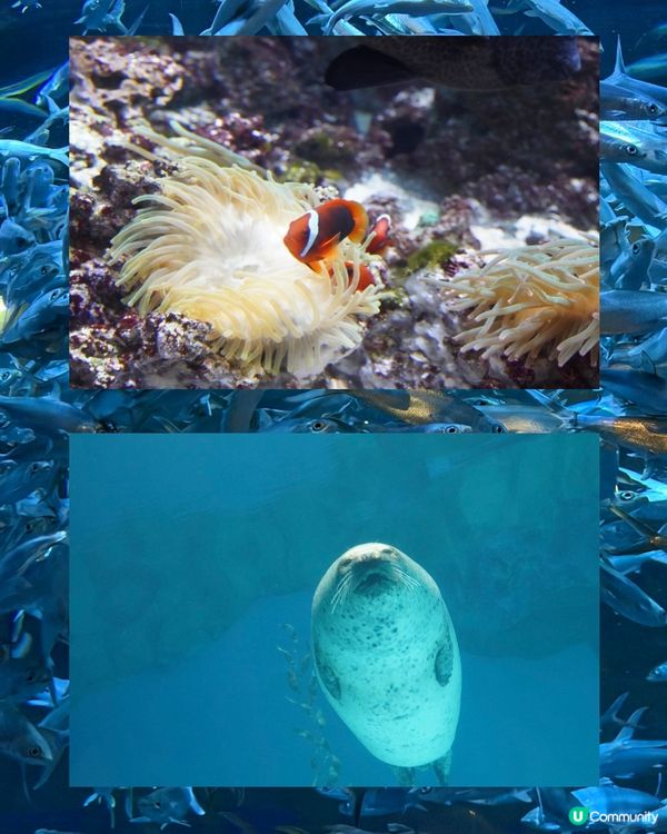 嘩！甜到爆！⁶💖海洋公園6周年遊！