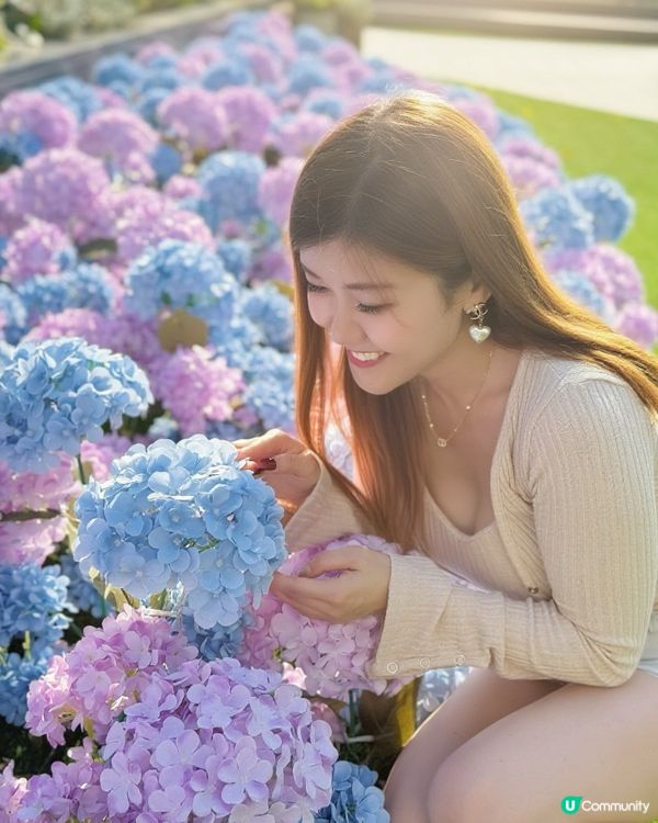 🌺✨｢花之盛宴.光影匯演｣✨🌺 真係靚到犯規!