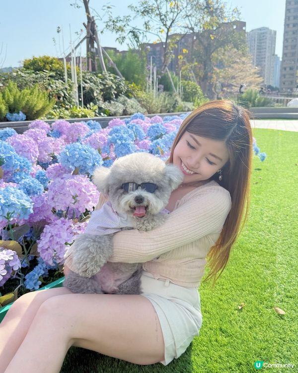 🌺✨｢花之盛宴.光影匯演｣✨🌺 真係靚到犯規!