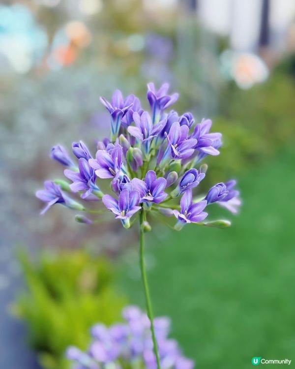 🌺✨｢花之盛宴.光影匯演｣✨🌺 真係靚到犯規!