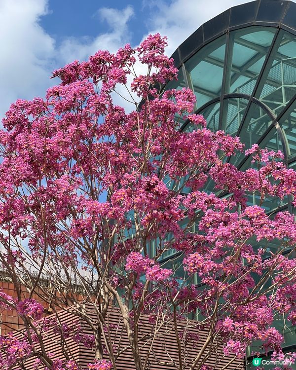 🌺✨｢花之盛宴.光影匯演｣✨🌺 真係靚到犯規!