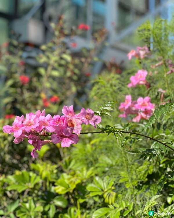 🌺✨｢花之盛宴.光影匯演｣✨🌺 真係靚到犯規!