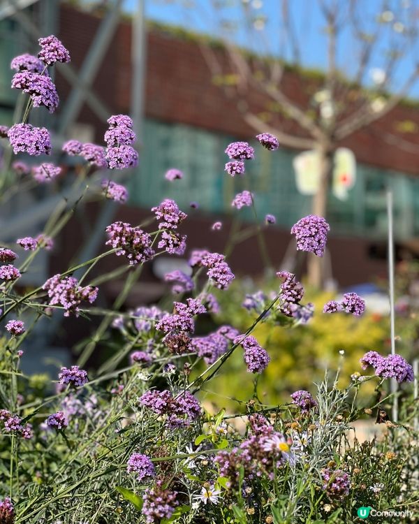 🌺✨｢花之盛宴.光影匯演｣✨🌺 真係靚到犯規!