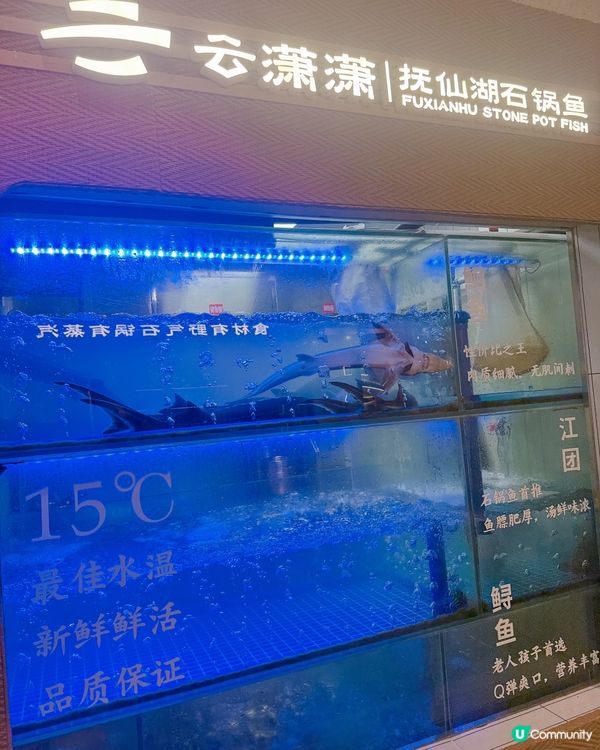 深圳南山石鍋魚火鍋又鮮又正！