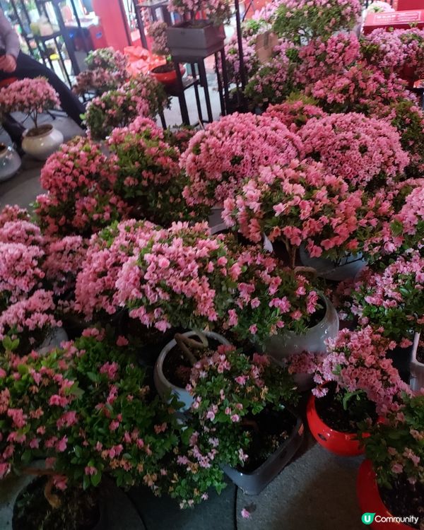 深圳福田年宵花市