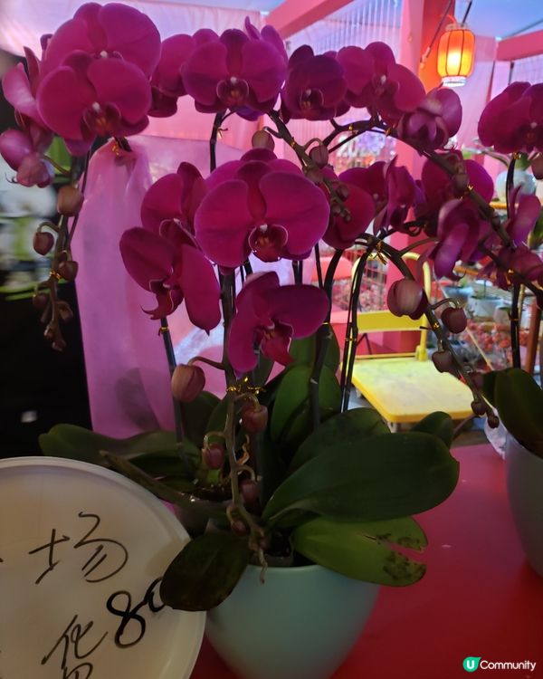 深圳福田年宵花市