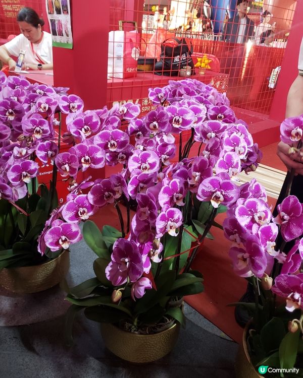 深圳福田年宵花市