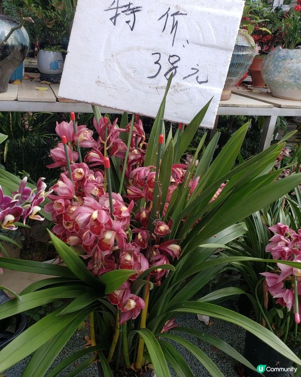 深圳福田年宵花市