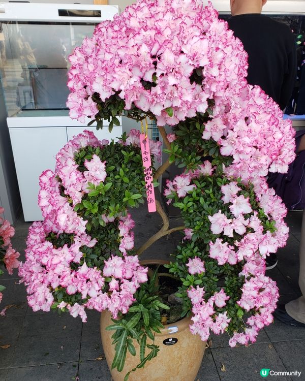 深圳福田年宵花市