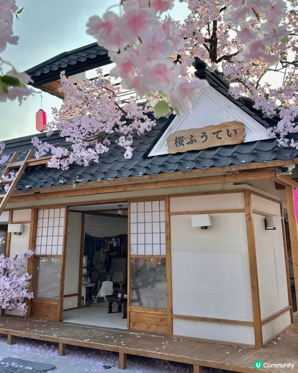 深圳春花開！🌸一場花海盛宴！