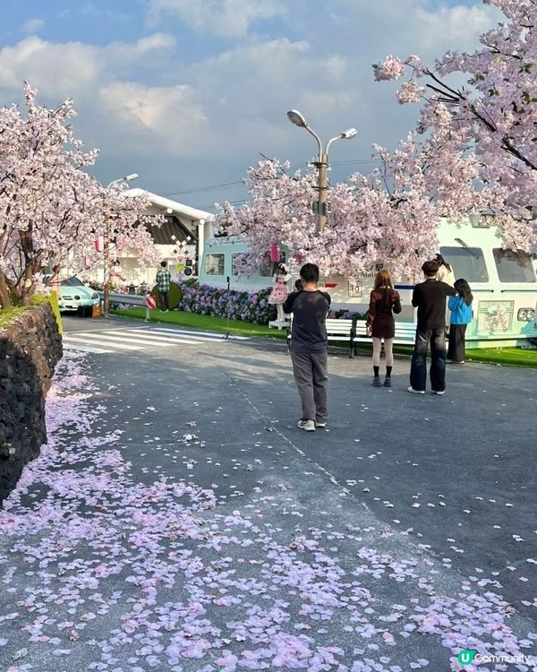 深圳春花開！🌸一場花海盛宴！