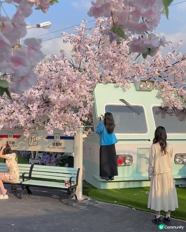 深圳春花開！🌸一場花海盛宴！