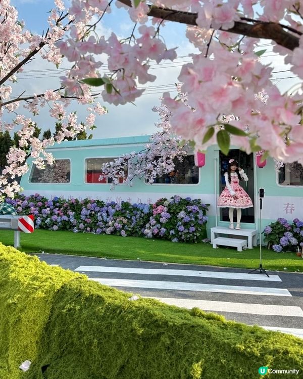 深圳春花開！🌸一場花海盛宴！