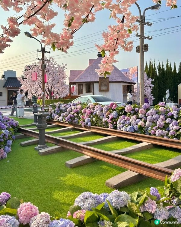 深圳春花開！🌸一場花海盛宴！