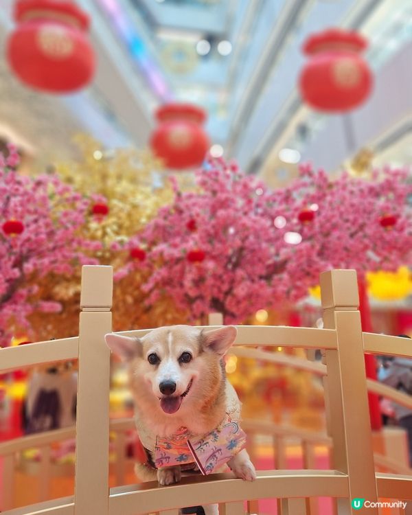 💰✨黃金屋勁吸睛！吉祥馬年開運📸