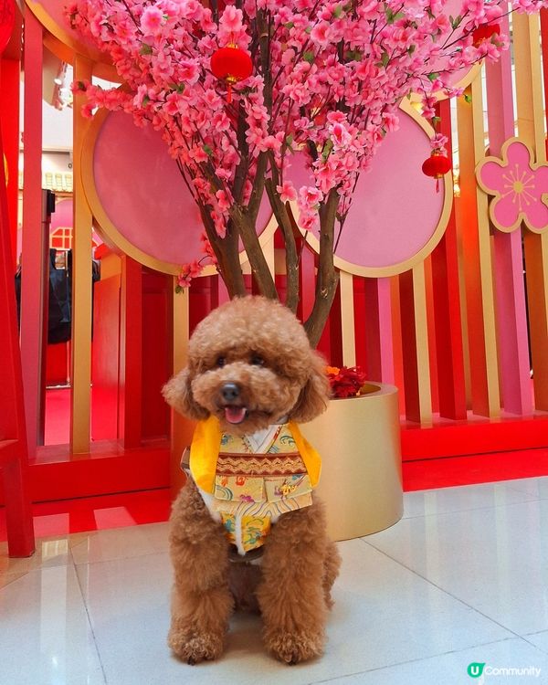 💰✨黃金屋勁吸睛！吉祥馬年開運📸