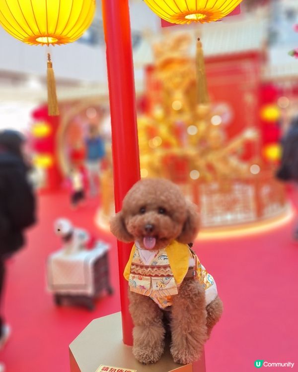 💰✨黃金屋勁吸睛！吉祥馬年開運📸