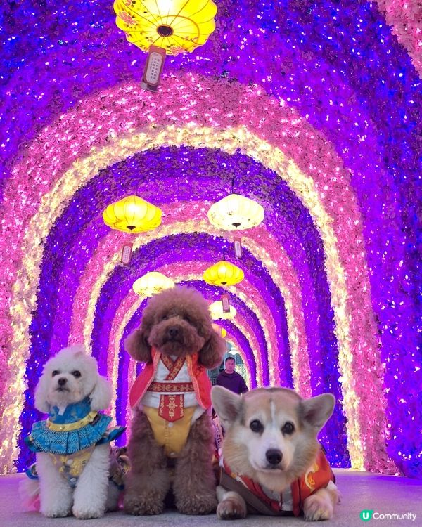 🌸桃花盛放💖📸情人節打卡啦！