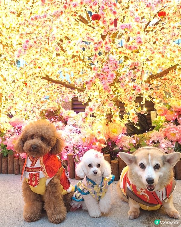 🌸桃花盛放💖📸情人節打卡啦！