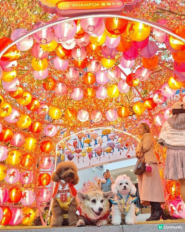 🌸桃花盛放💖📸情人節打卡啦！