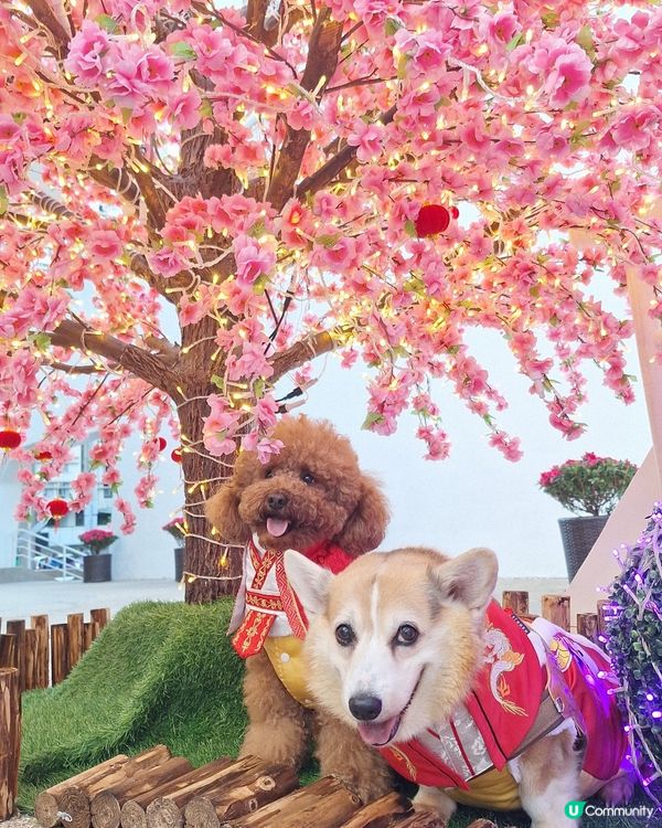 🌸桃花盛放💖📸情人節打卡啦！