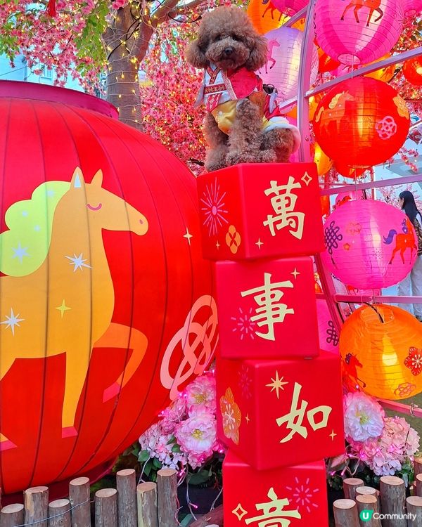 🌸桃花盛放💖📸情人節打卡啦！