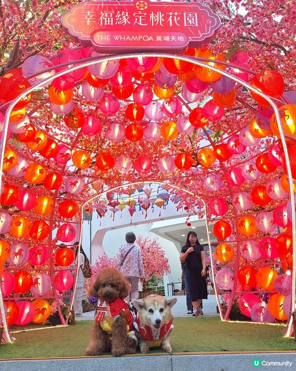 🌸桃花盛放💖📸情人節打卡啦！