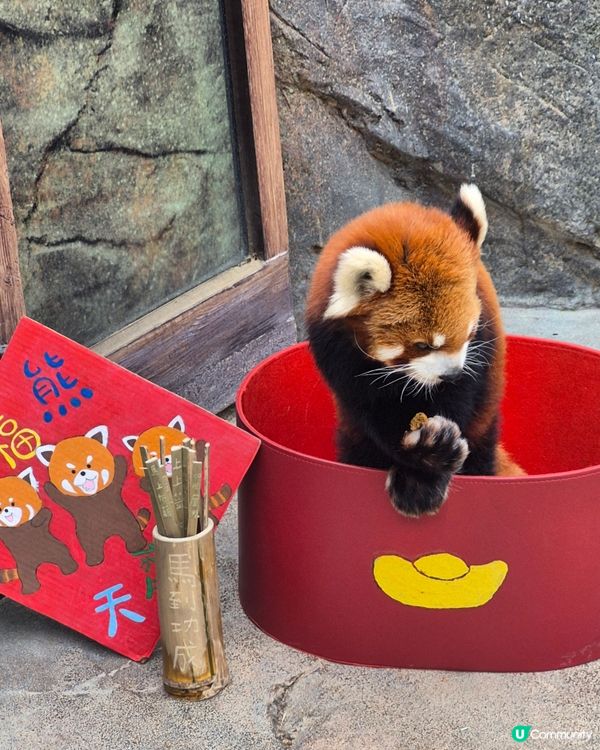 海洋公園 - Sanrio同熊貓陪你過農曆新年