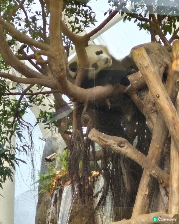 海洋公園 - Sanrio同熊貓陪你過農曆新年