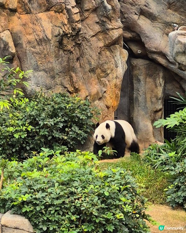 海洋公園 - Sanrio同熊貓陪你過農曆新年