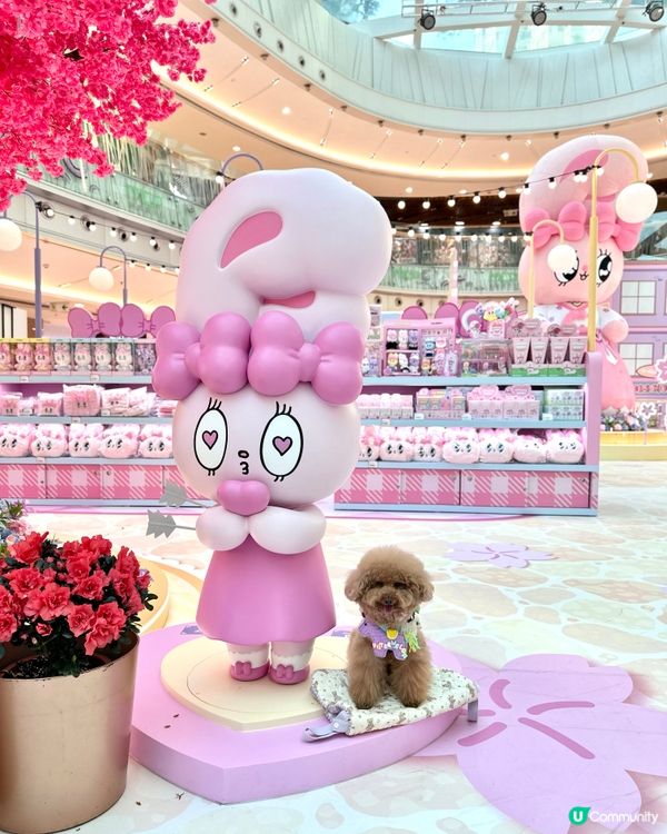 🐰新春櫻花🌸鐵道之旅