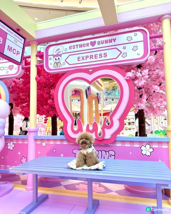 🐰新春櫻花🌸鐵道之旅