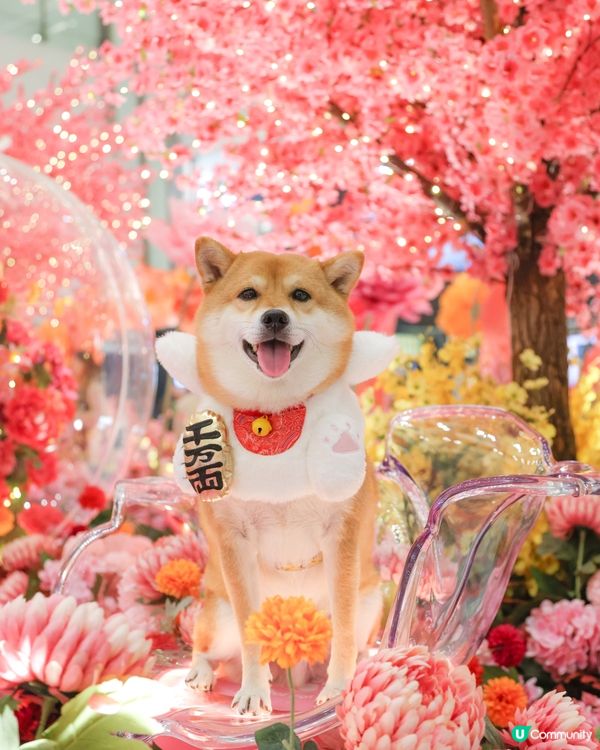 好細心嘅商場比毛孩打卡