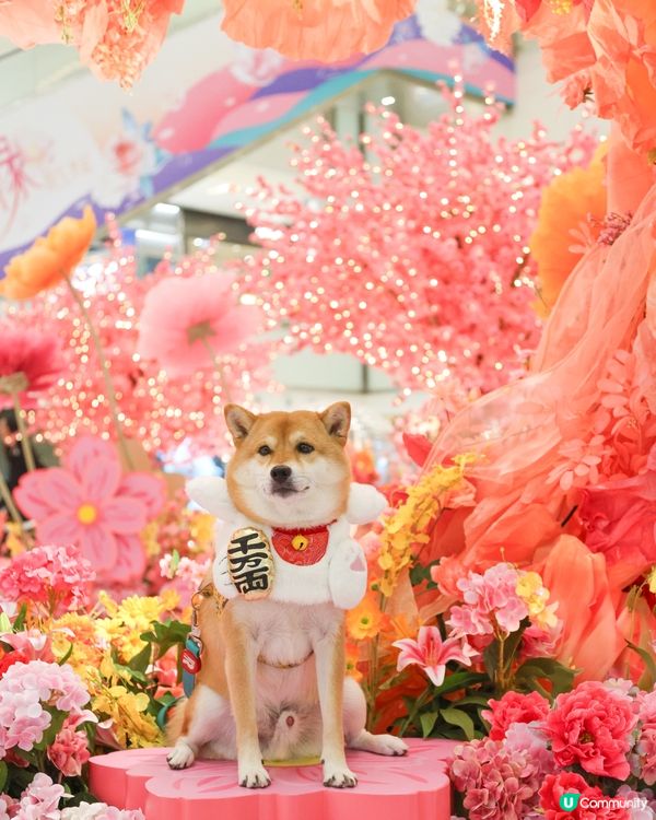 好細心嘅商場比毛孩打卡